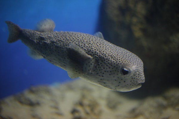 おいでませ山口へ 下関市の人気スポット 海響館 かわいらしい表情を見せてくれる生き物たちにほっこり ふくおかナビ