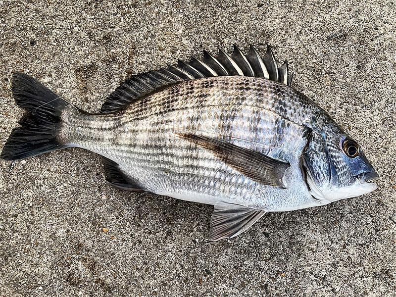 極寒でも釣れるまで帰れません…。神湊からの津屋崎漁港～テトラの果てまで行ってフィッシュ！ | ふくおかナビ